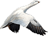 snow goose